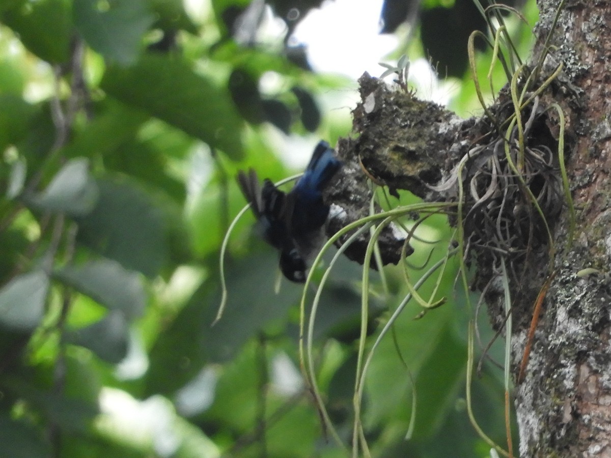 Blue Nuthatch - ML643488101