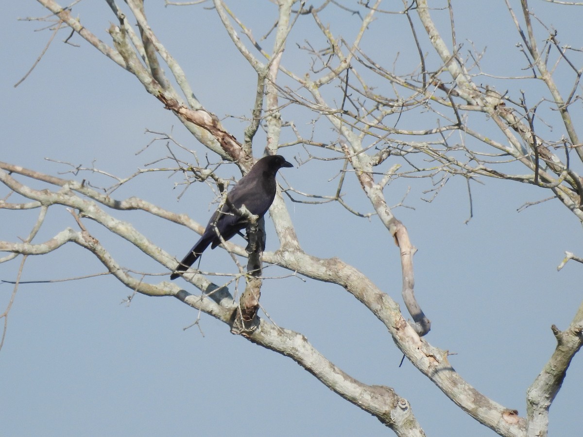 Purplish Jay - ML643488102