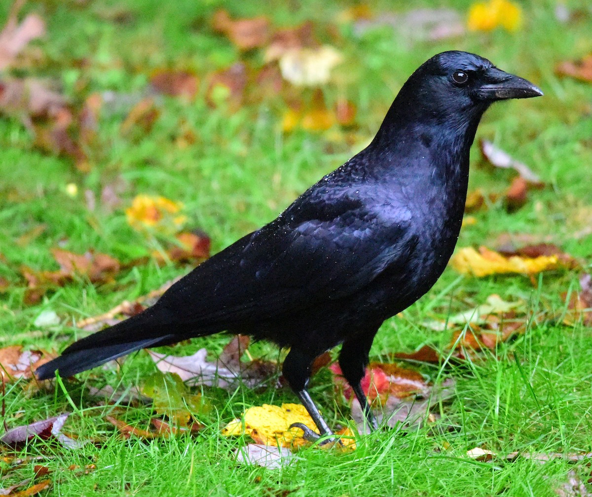 American Crow - ML643488139