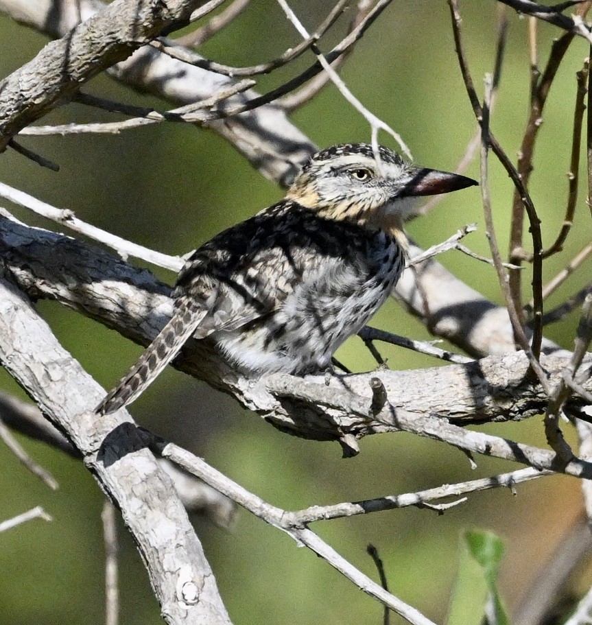 flekkdovenfugl (striatipectus) - ML643488140