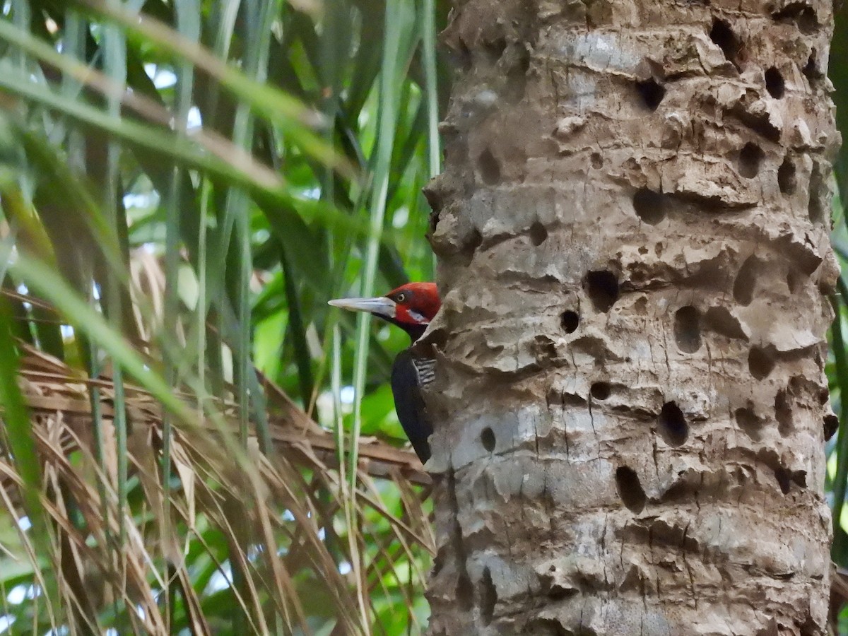 Crimson-crested Woodpecker - ML643488154