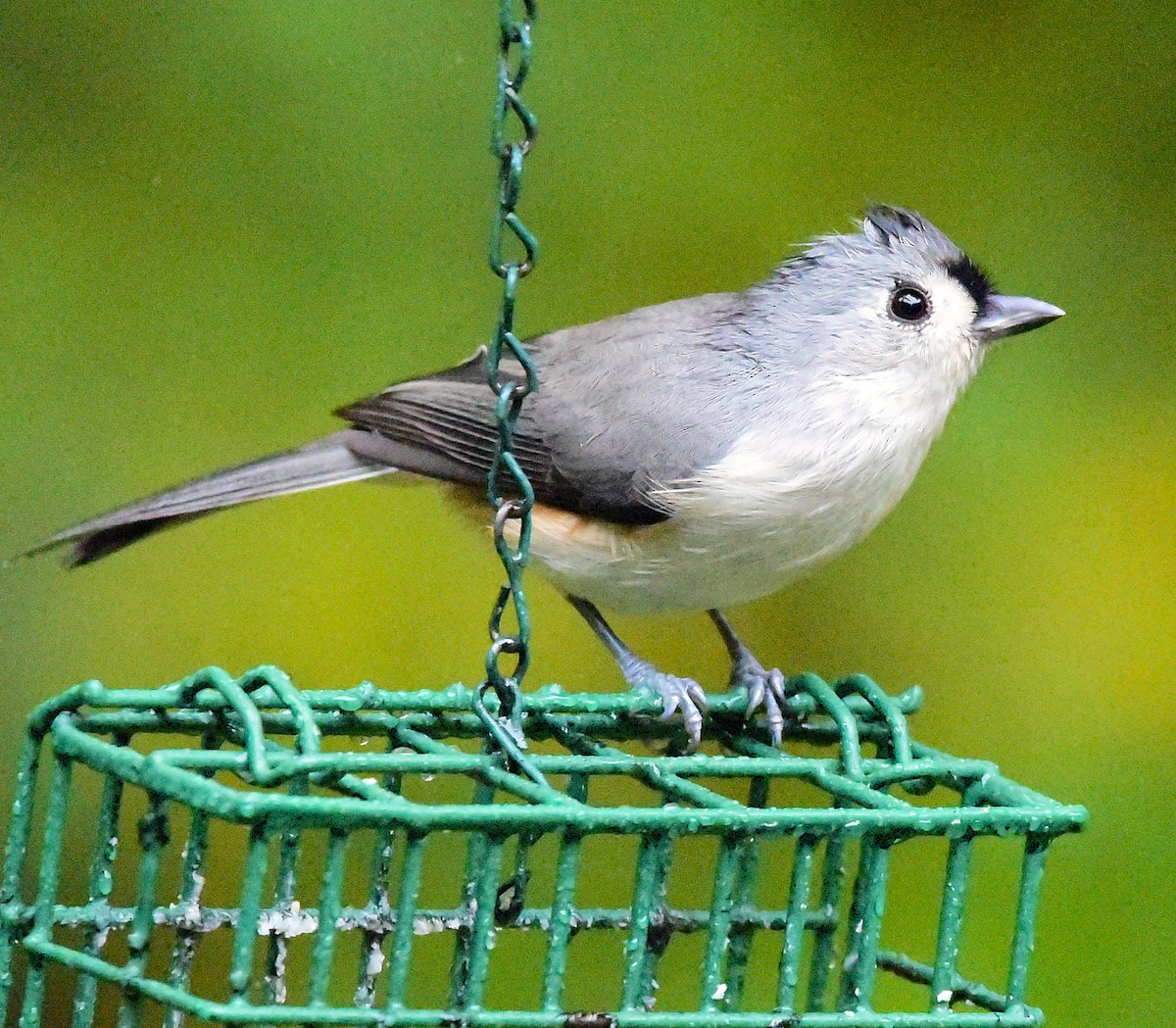 Tufted Titmouse - ML643488158