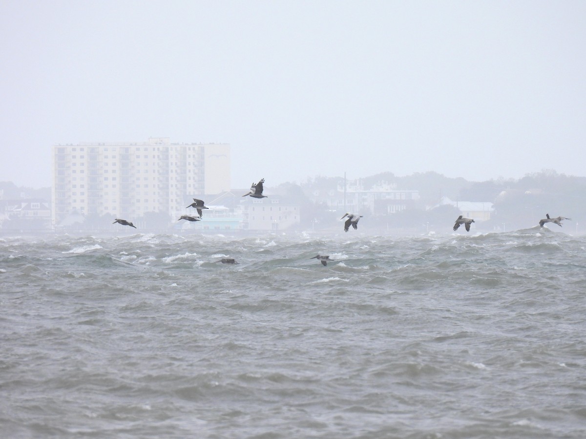 Brown Pelican - ML643488163