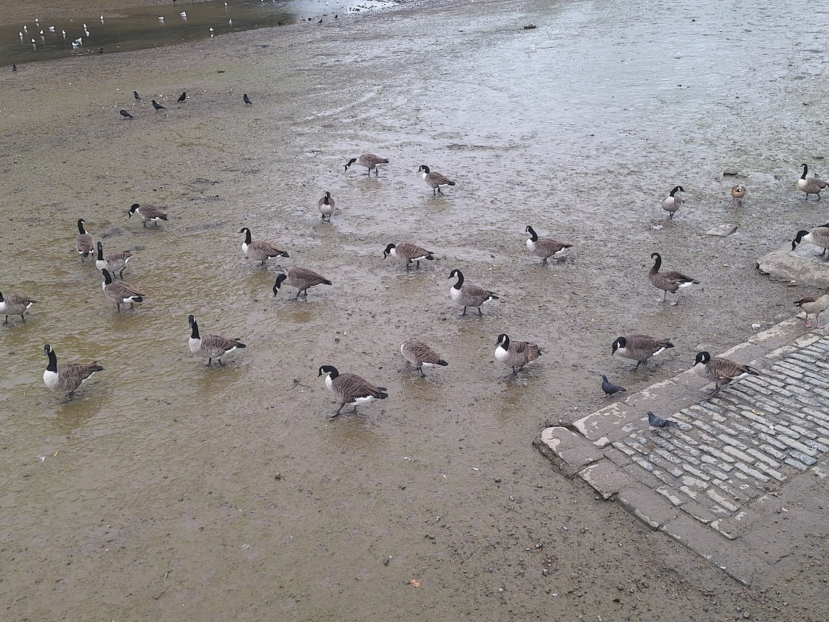 Branta kanadar handia - ML643488164