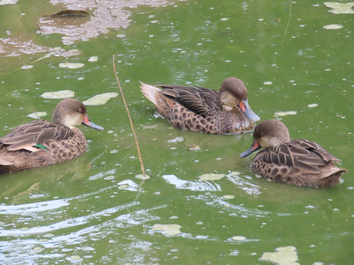 White-cheeked Pintail - ML643488169