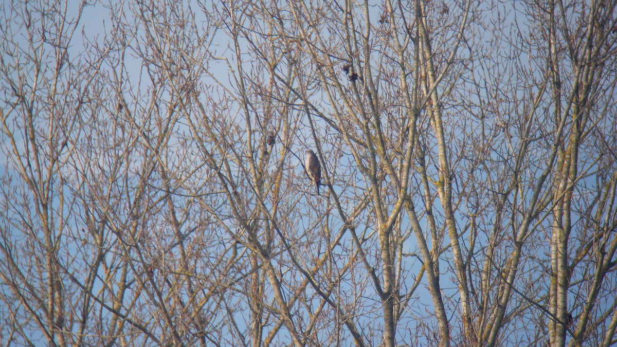Eurasian Goshawk - ML643488173