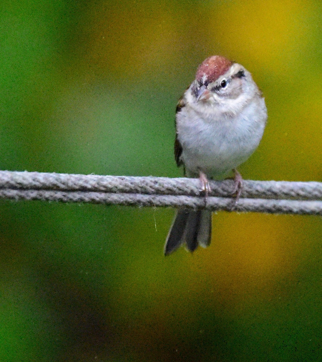 Chipping Sparrow - ML643488178