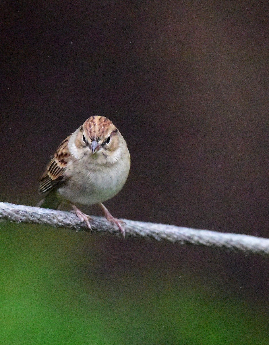 Chipping Sparrow - ML643488179