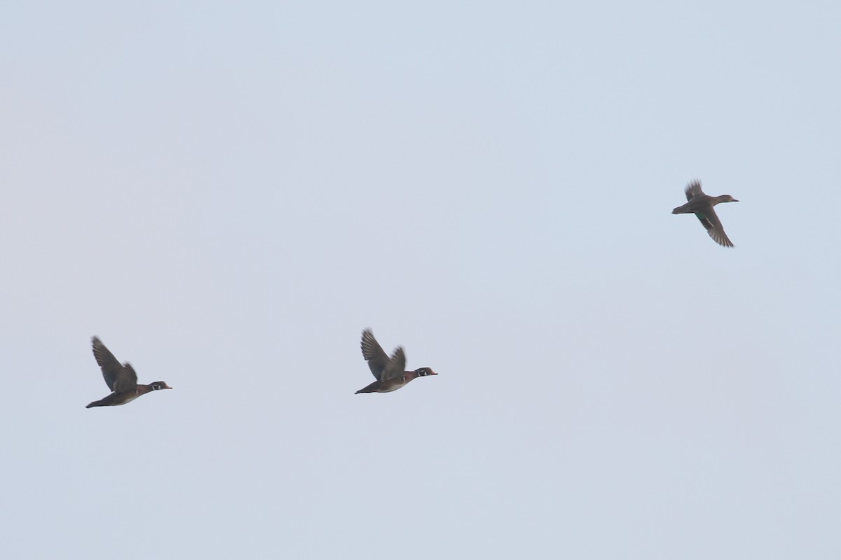 Green-winged Teal - ML643488181