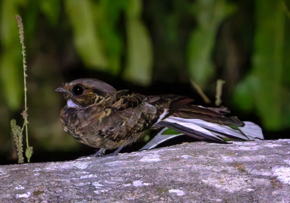 Common Pauraque - ML643488184