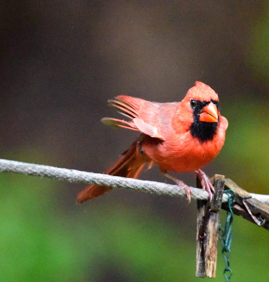 Northern Cardinal - ML643488185