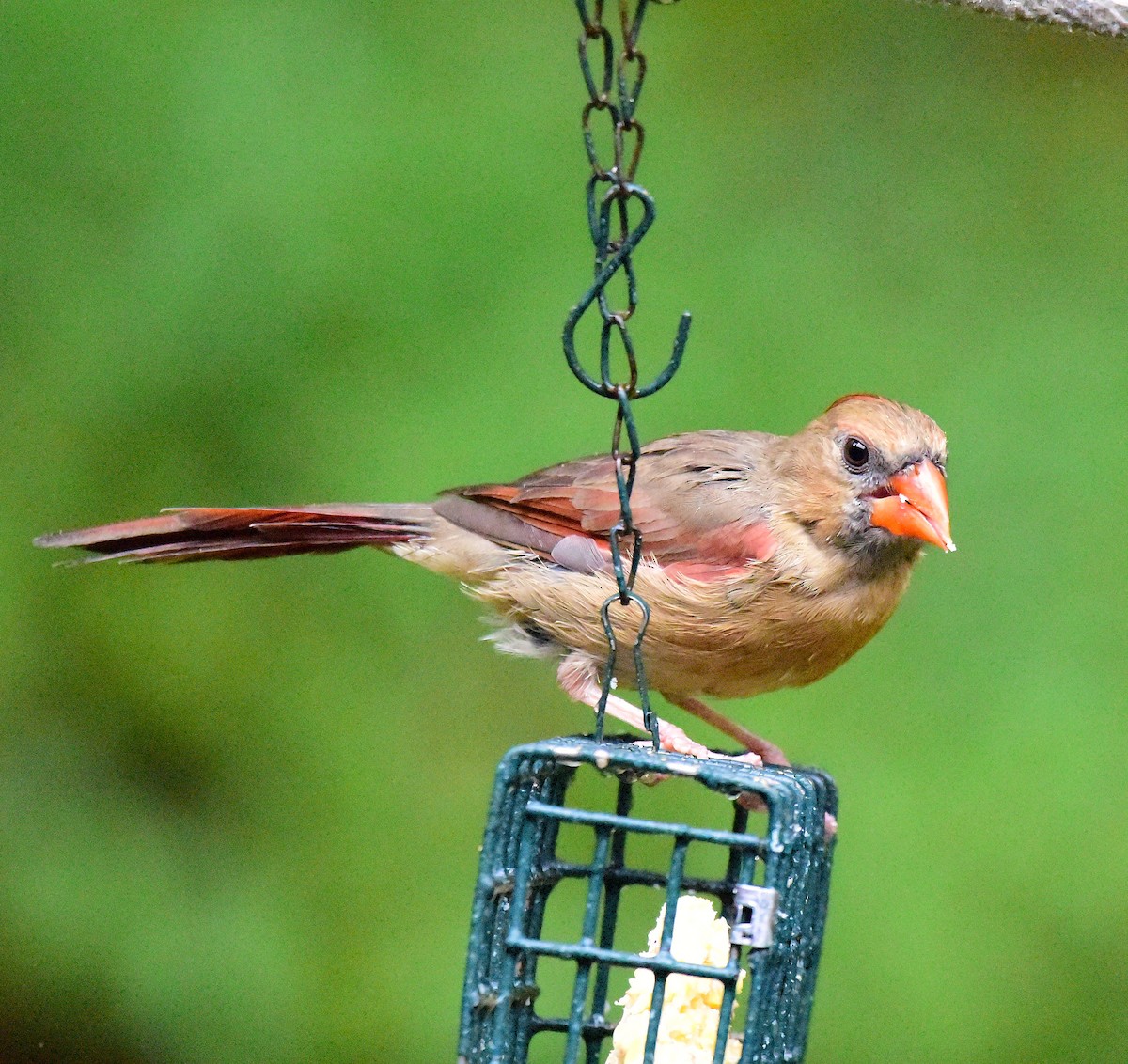 Northern Cardinal - ML643488186