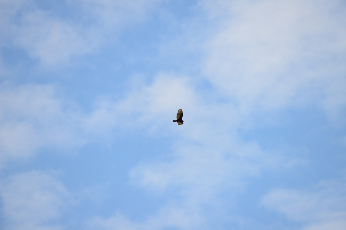 Turkey Vulture - ML643488193