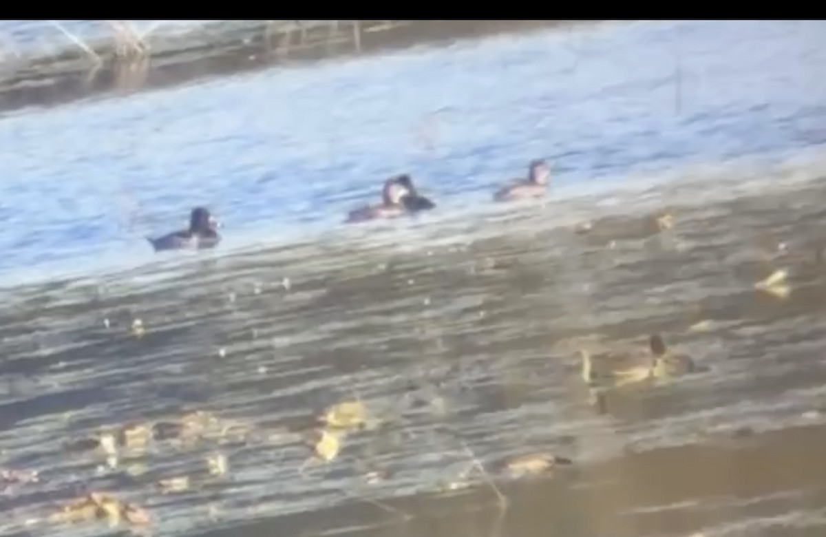 Ring-necked Duck - ML643488194