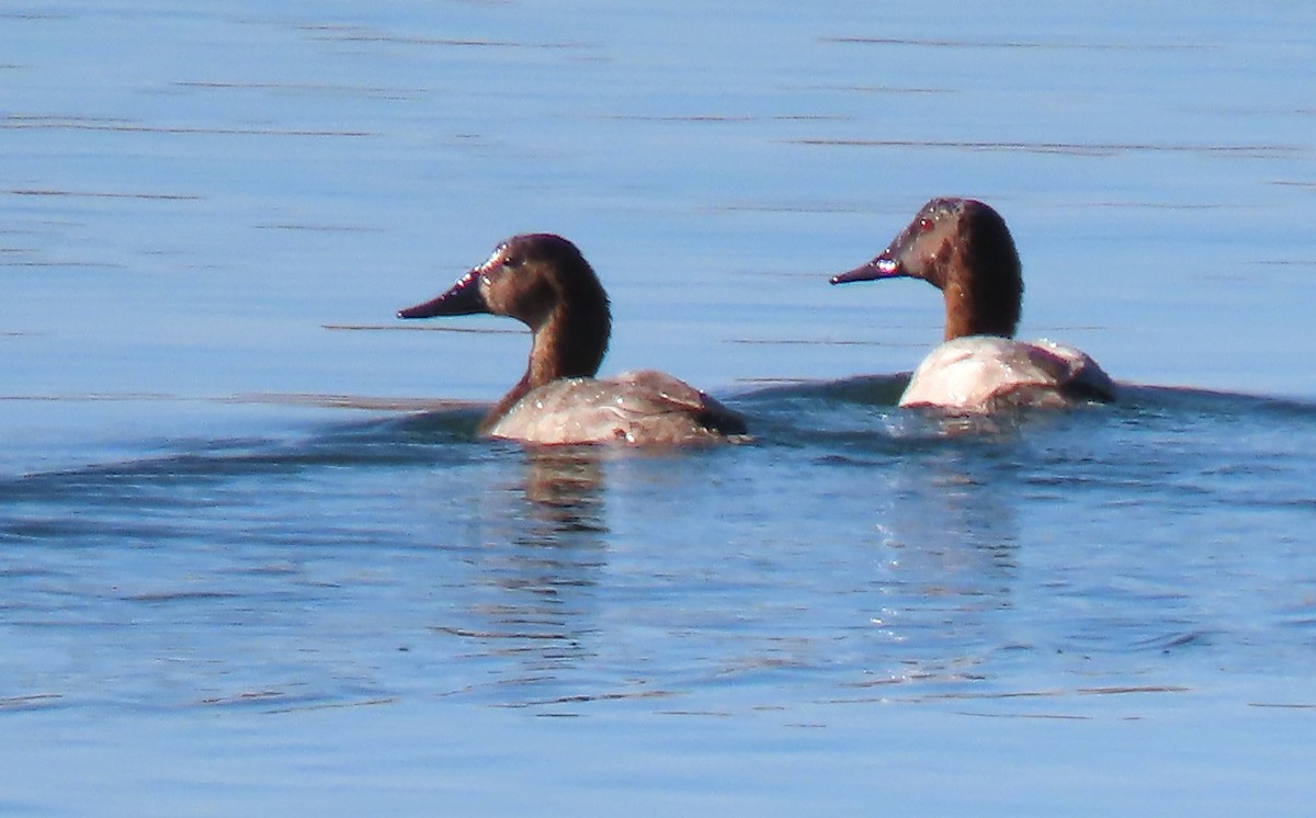 Canvasback - ML643488200