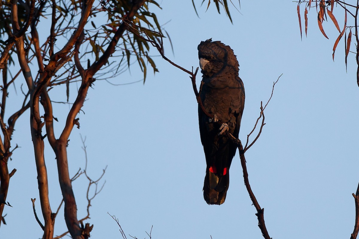 Red-tailed Black-Cockatoo - ML643488213