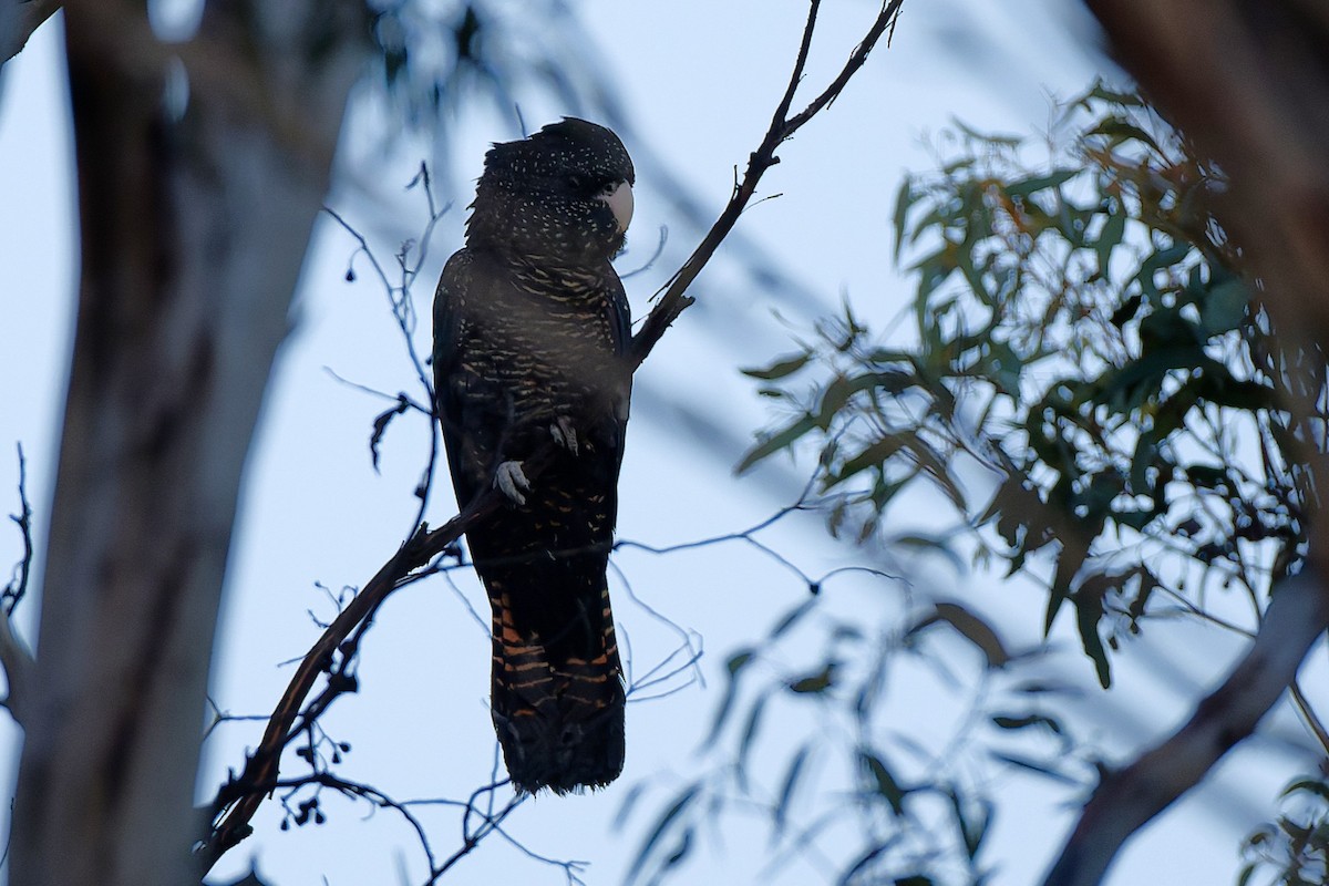 Red-tailed Black-Cockatoo - ML643488214
