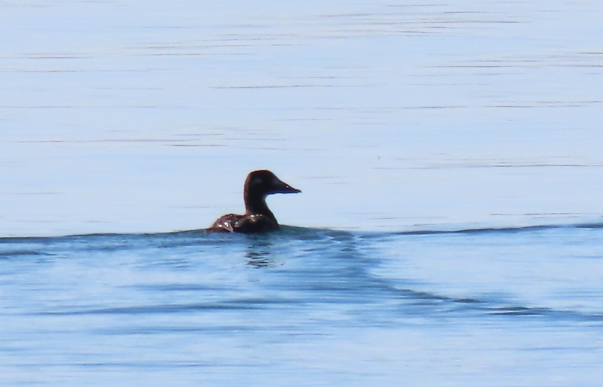 White-winged Scoter - ML643488223
