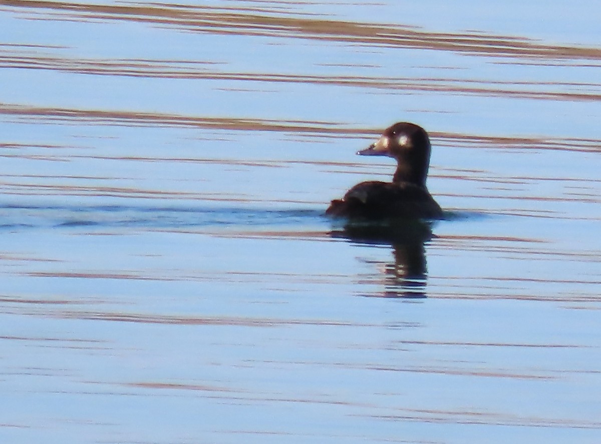 White-winged Scoter - ML643488224