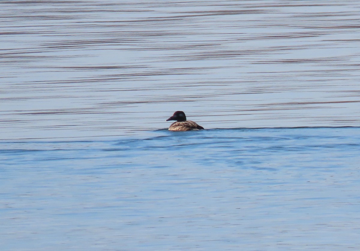 White-winged Scoter - ML643488225