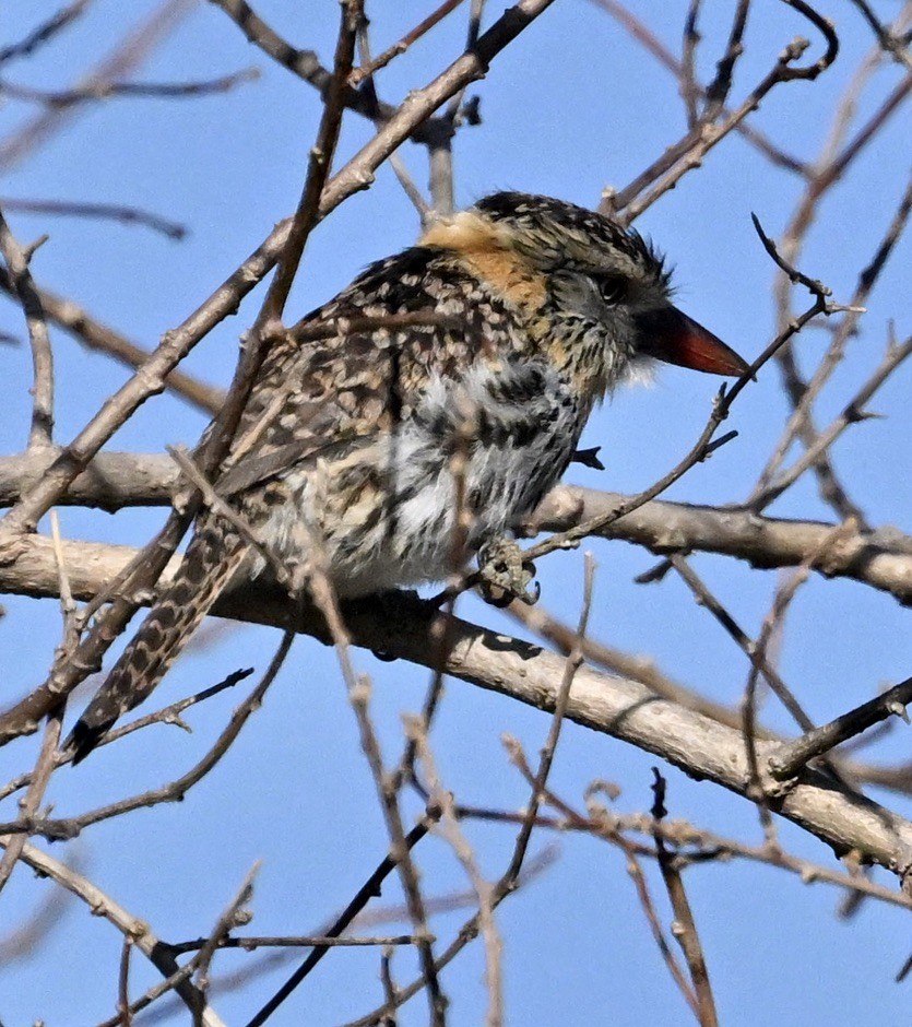 flekkdovenfugl (striatipectus) - ML643488228