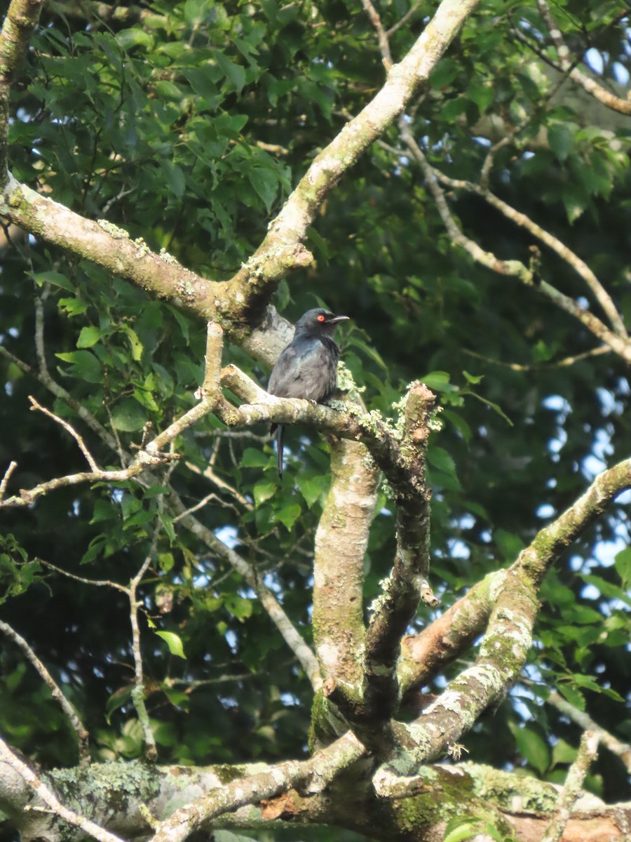 Yellow-rumped Tinkerbird - ML643488232