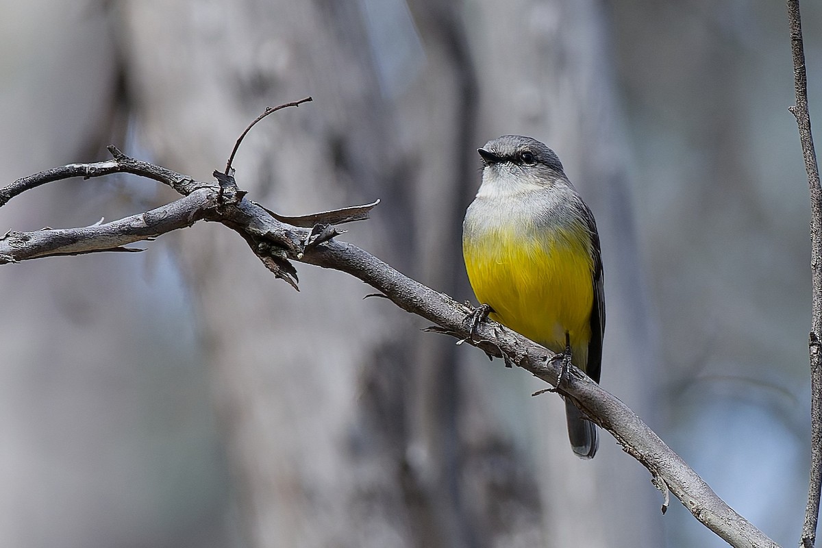 Western Yellow Robin - ML643488236