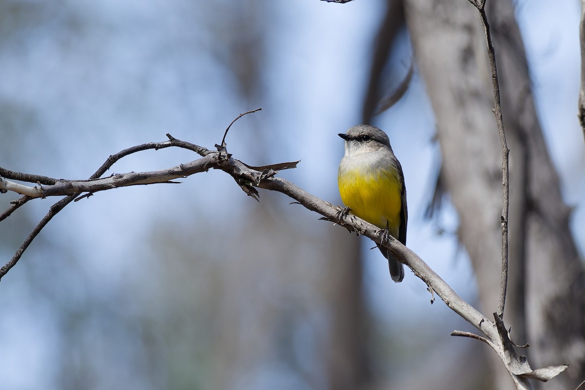 Western Yellow Robin - ML643488237