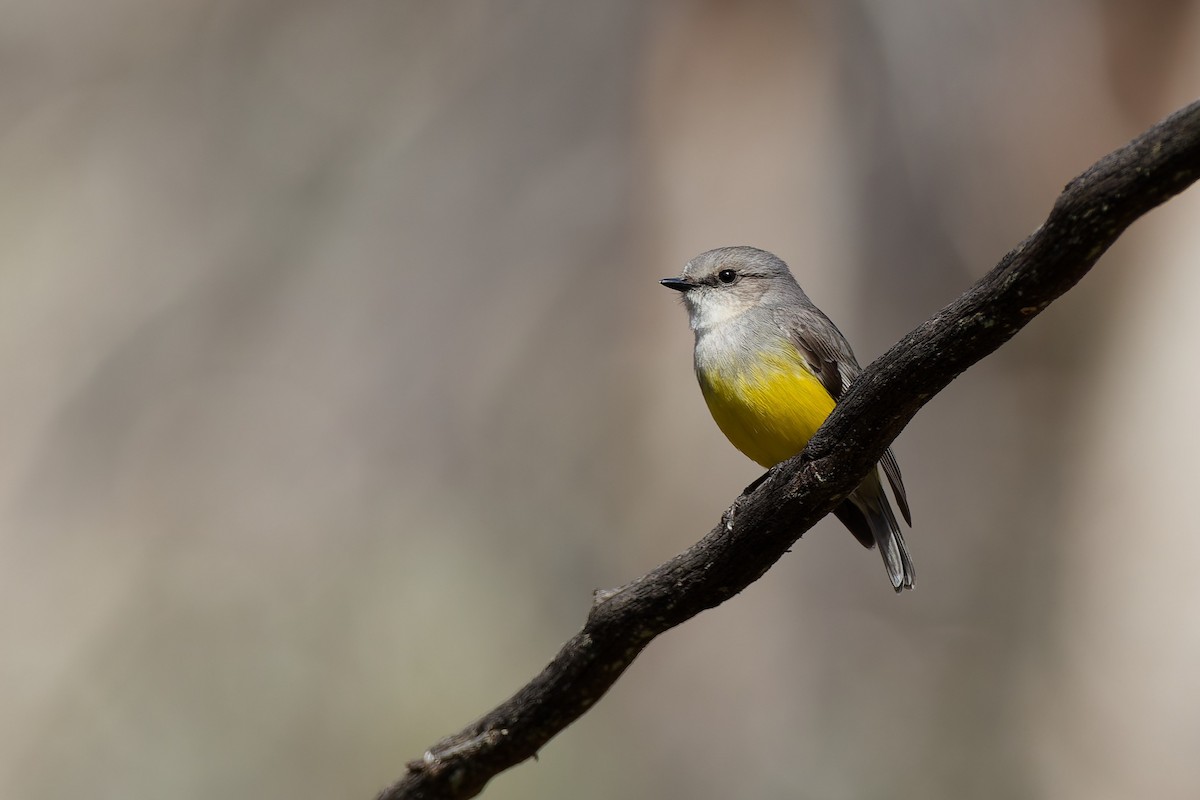 Western Yellow Robin - ML643488238