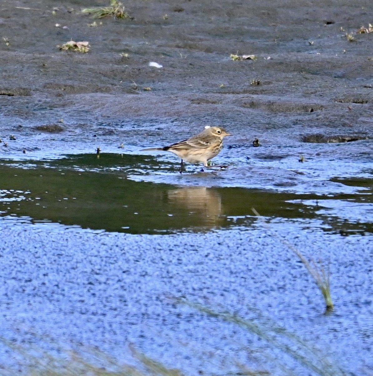 American Pipit - ML643488249