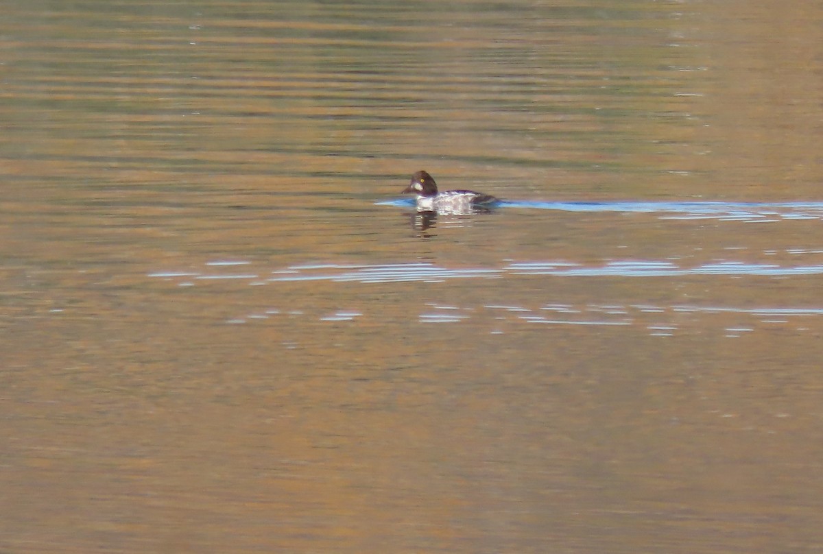 Common Goldeneye - ML643488250