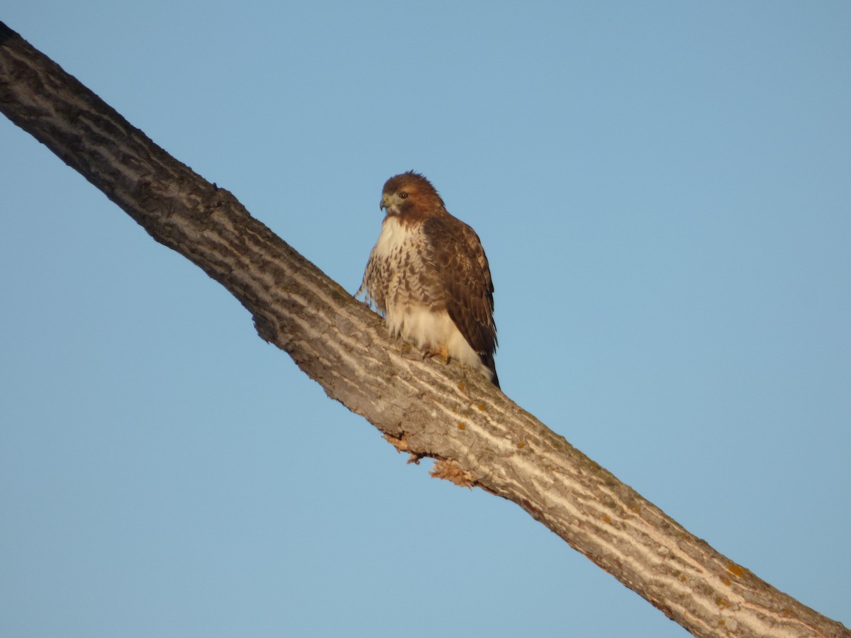 káně rudochvostá - ML643488269