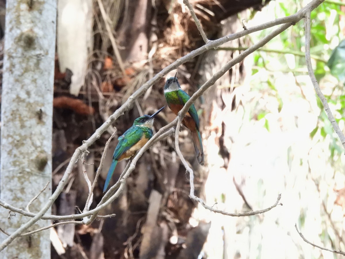 Rufous-tailed Jacamar - ML643488301