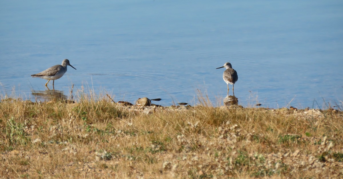 Greater Yellowlegs - ML643488304