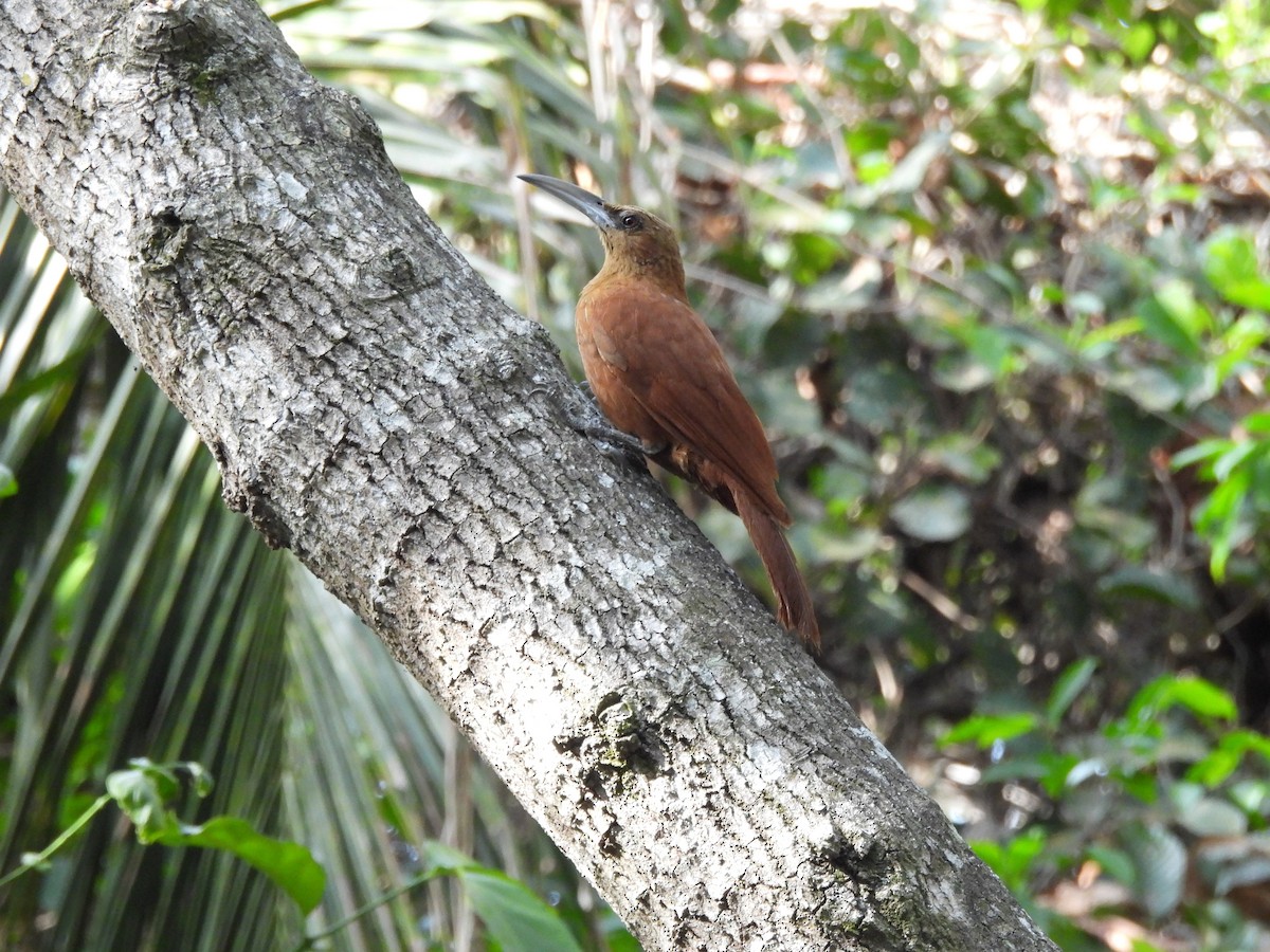 Great Rufous Woodcreeper - ML643488315