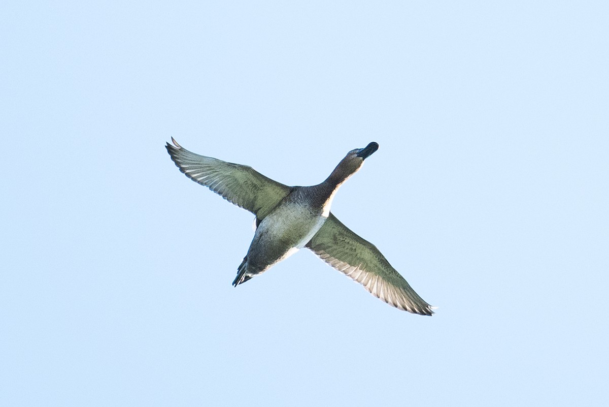 Common Pochard - ML643488318