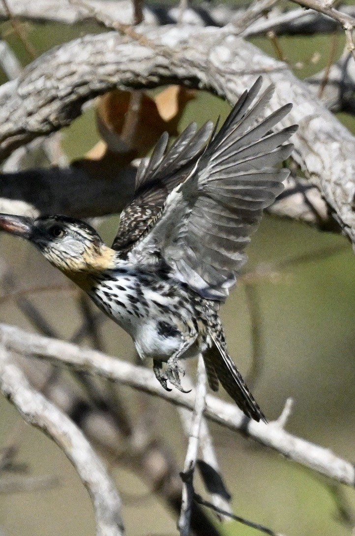 flekkdovenfugl (striatipectus) - ML643488329