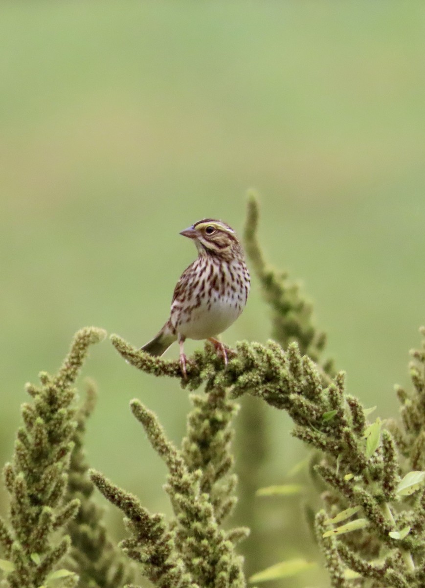 Savannah Sparrow - ML643488344
