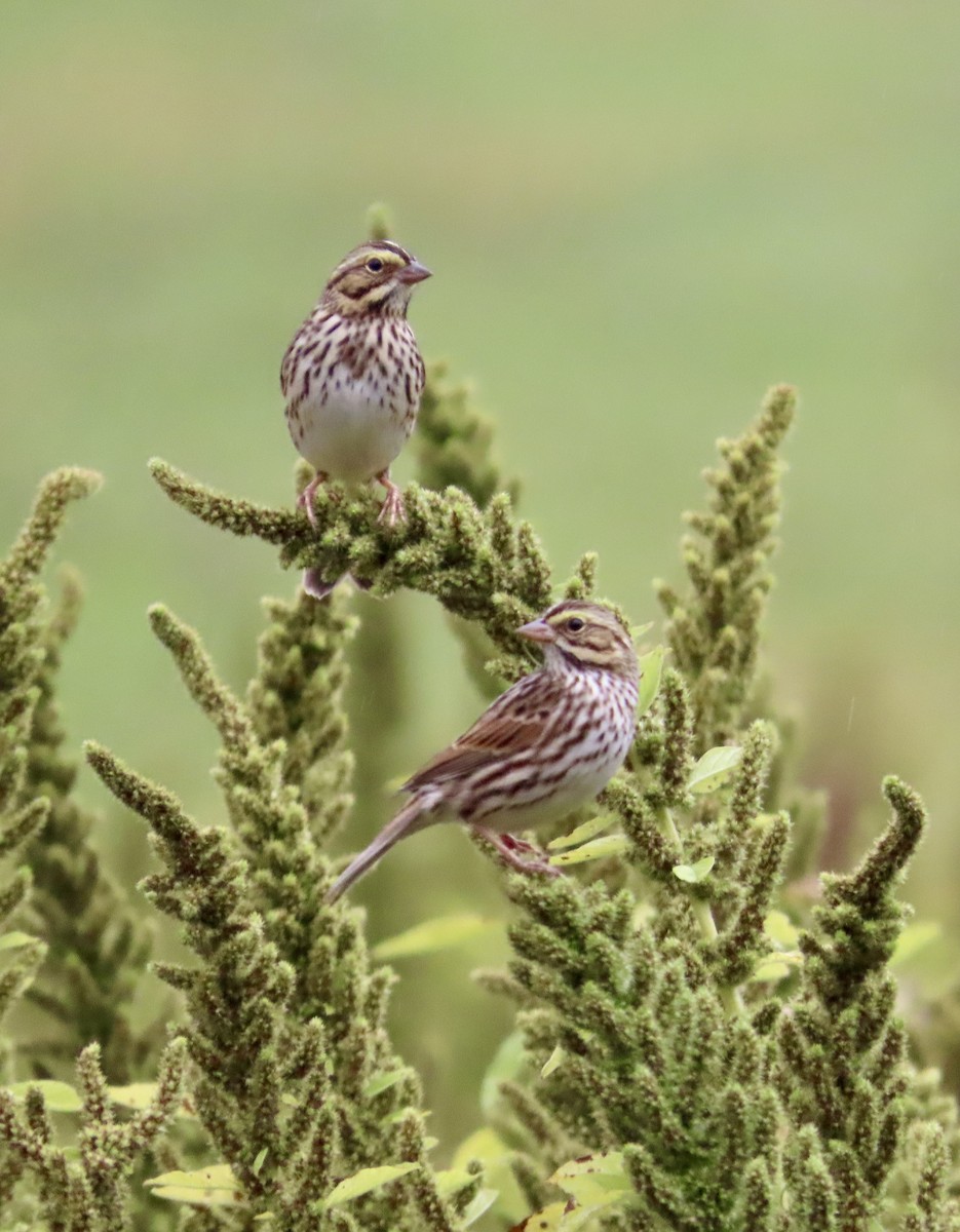 Savannah Sparrow - ML643488345