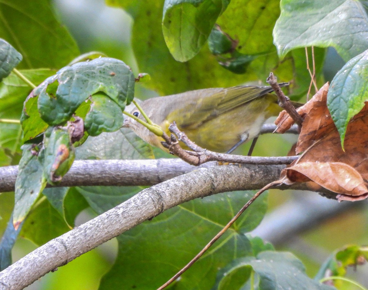Nashville Warbler - ML643488349