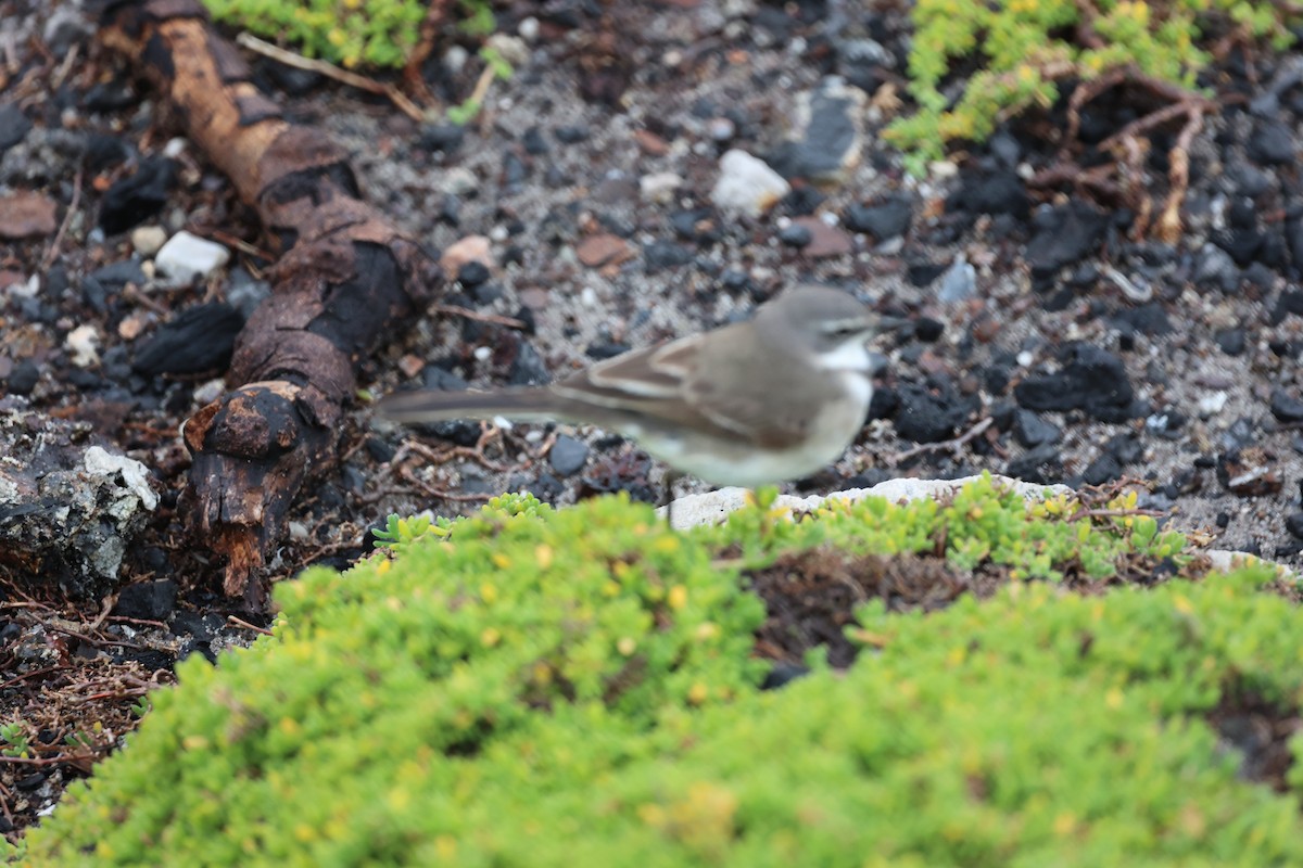 Cape Wagtail - ML643488358