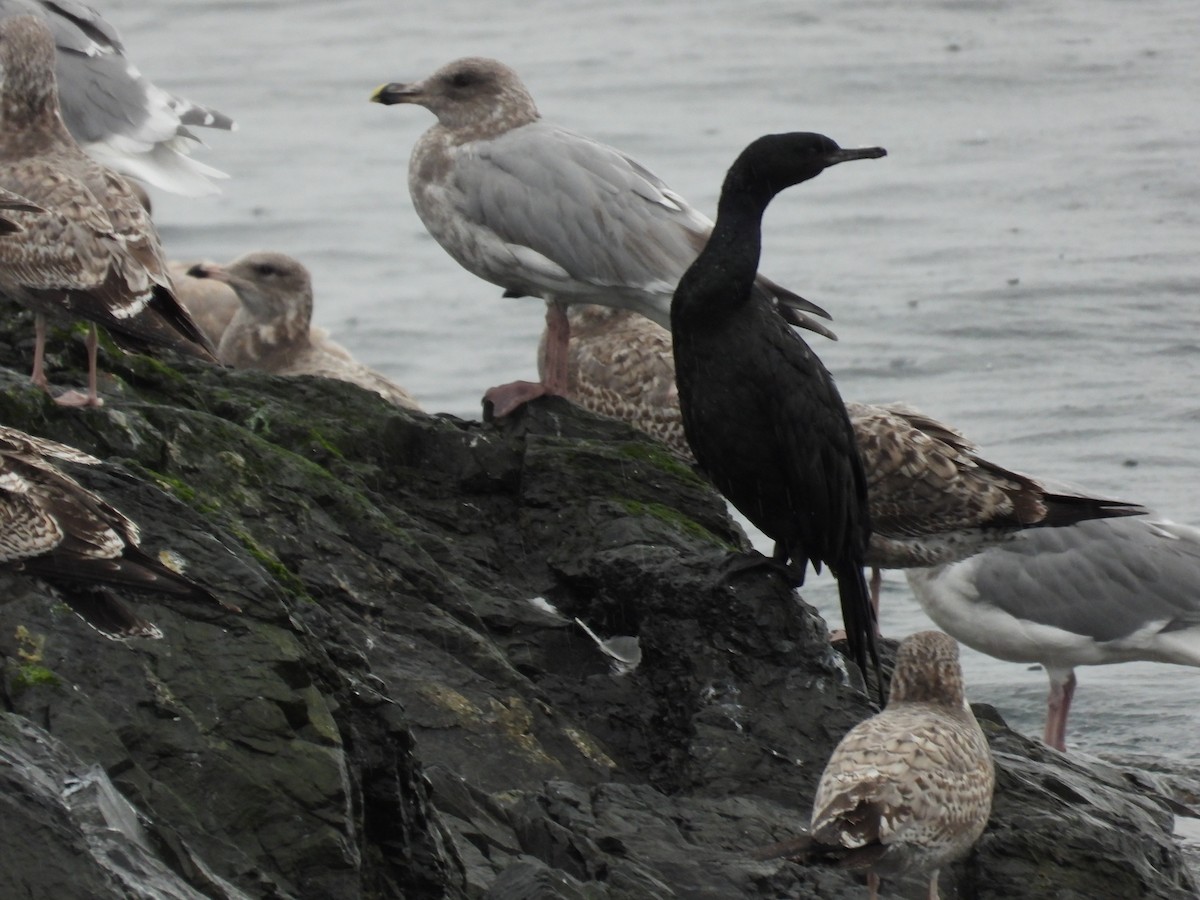 Pelagic Cormorant - ML643488365