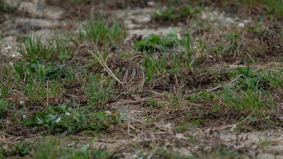 Savannah Sparrow - ML643488374