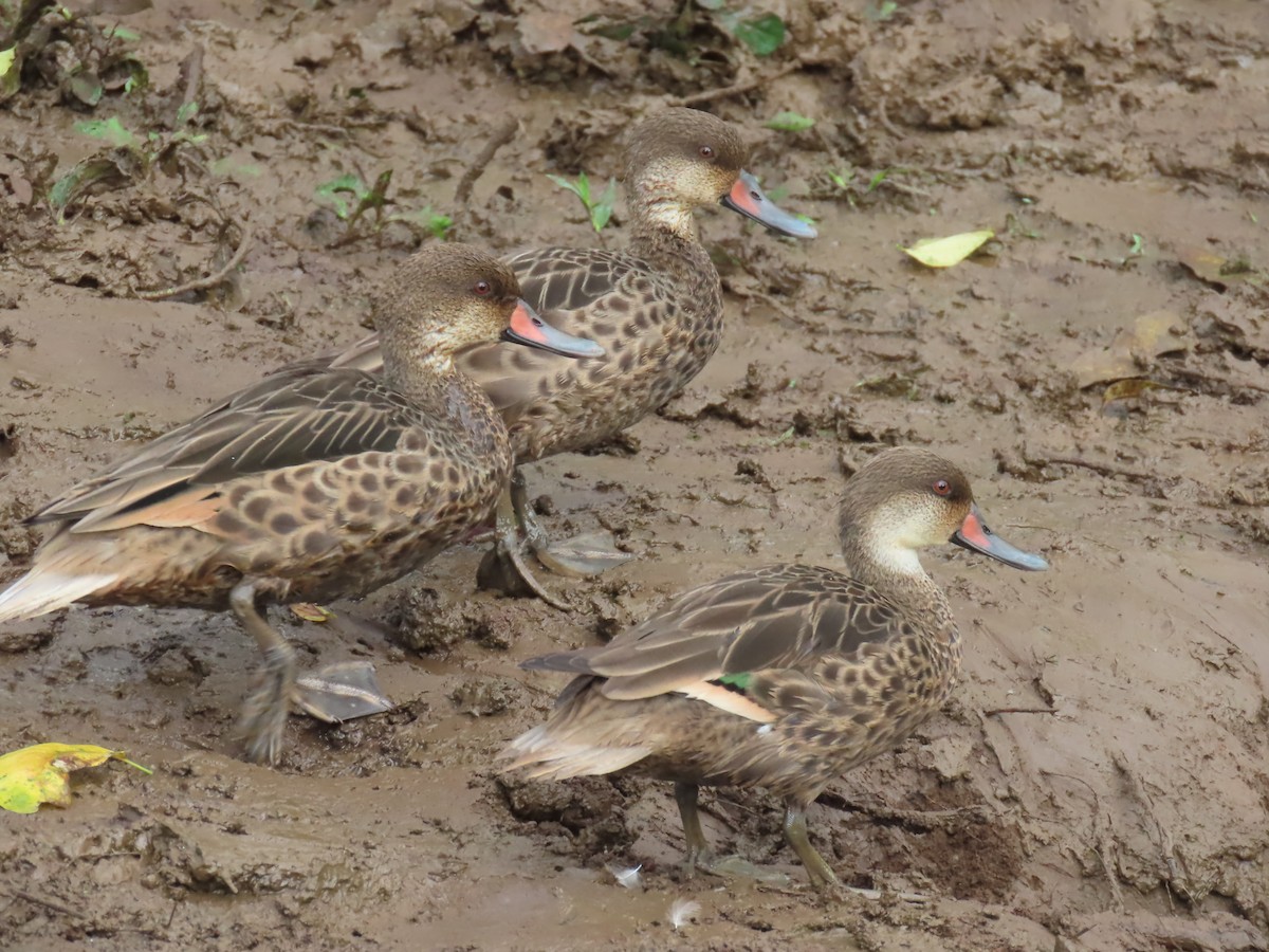 White-cheeked Pintail - ML643488386