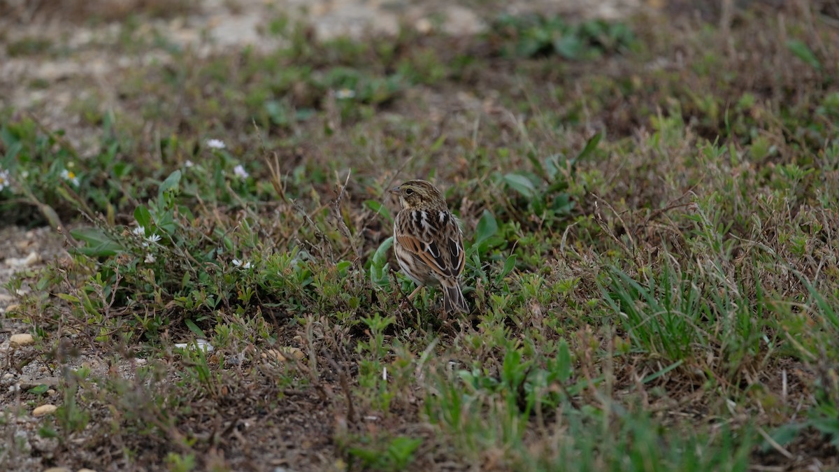 Savannah Sparrow - ML643488387