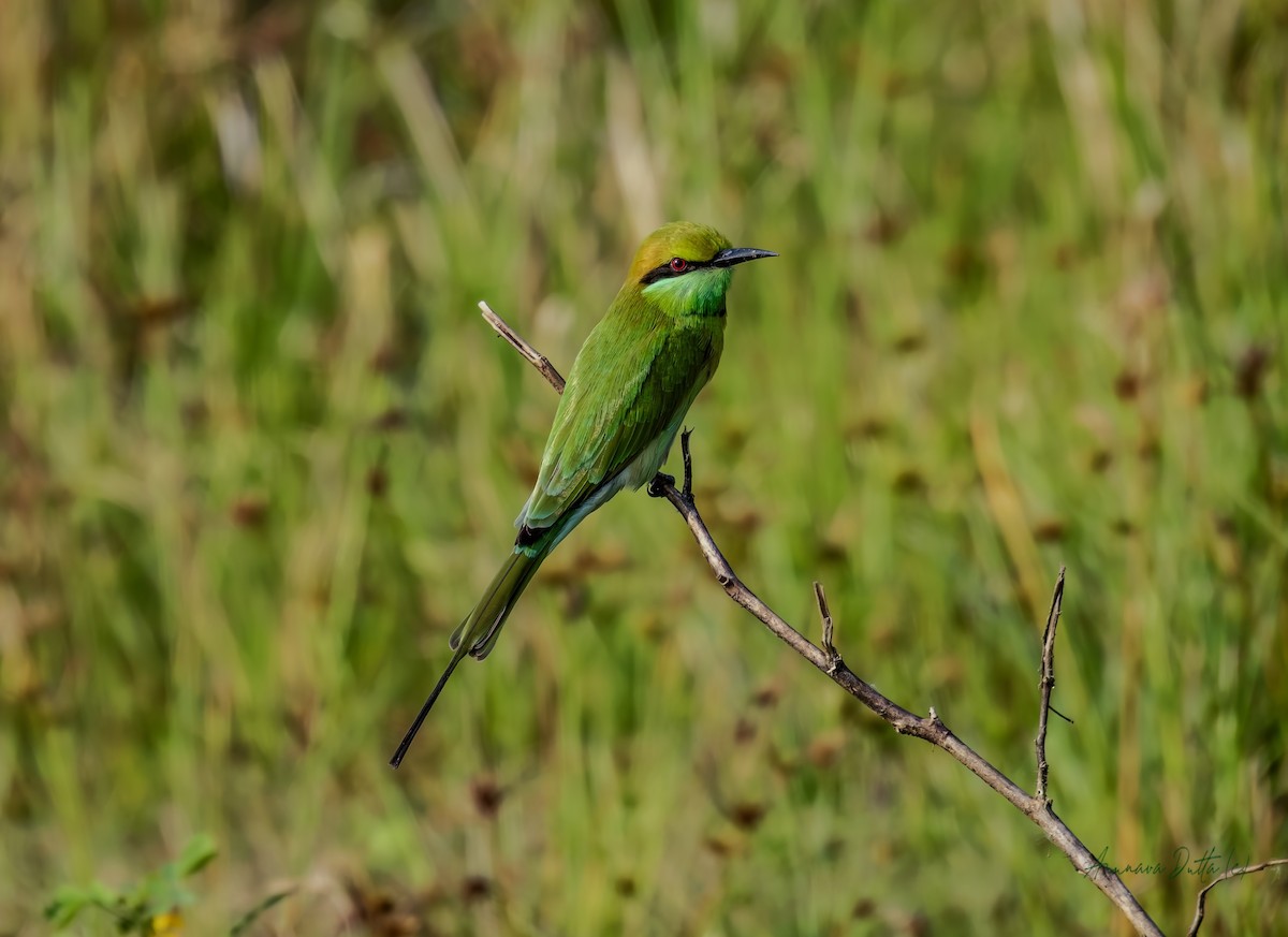 Asian Green Bee-eater - ML643488388