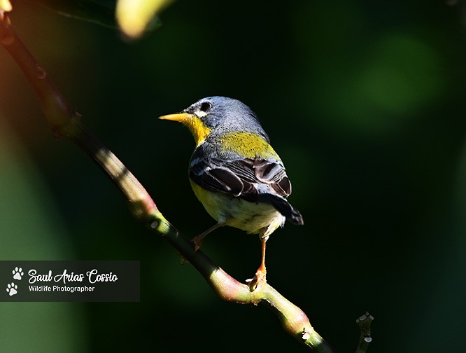 Tropical Parula - ML643488391