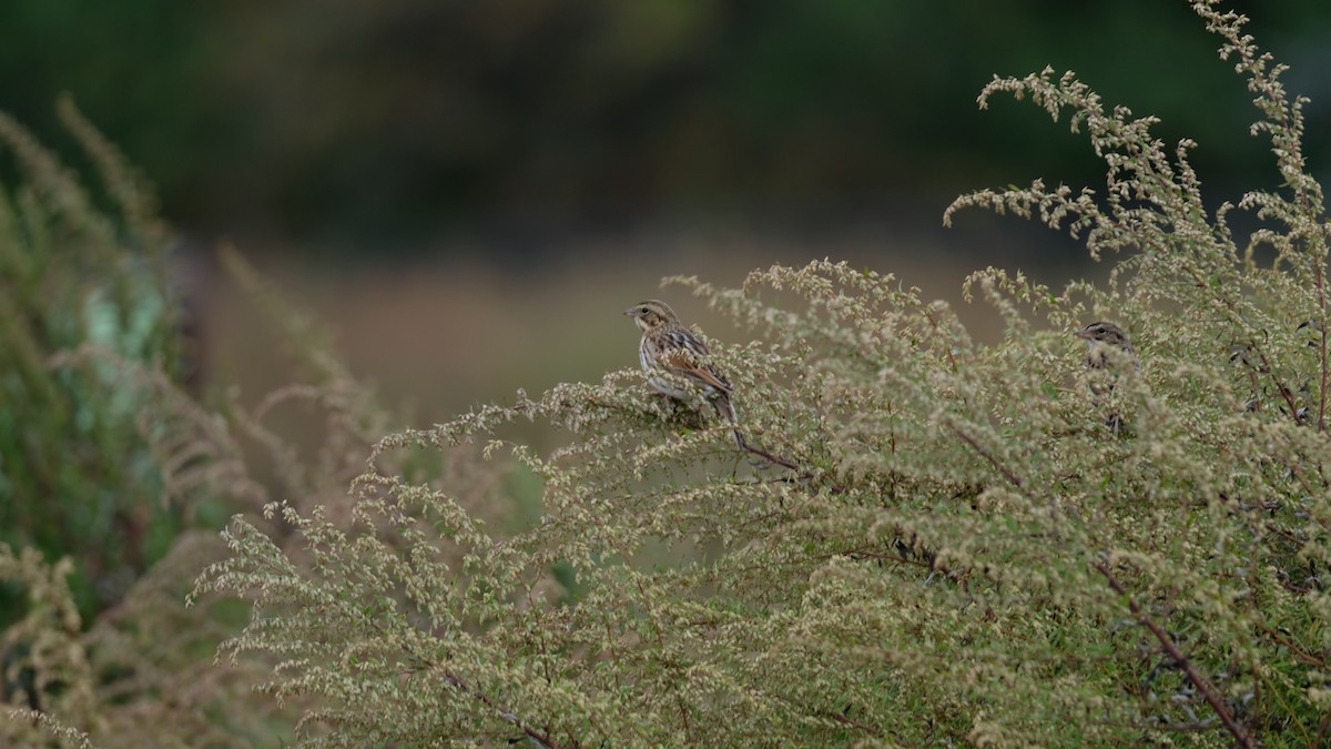 Savannah Sparrow - ML643488392