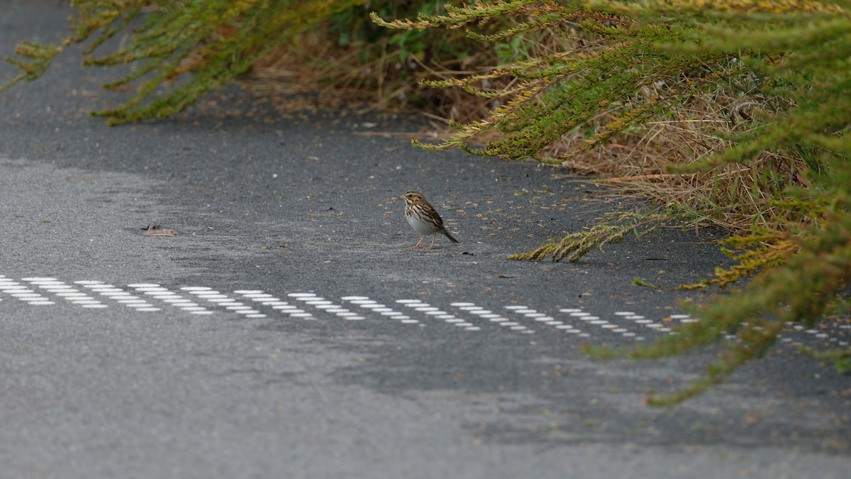 Savannah Sparrow - ML643488400