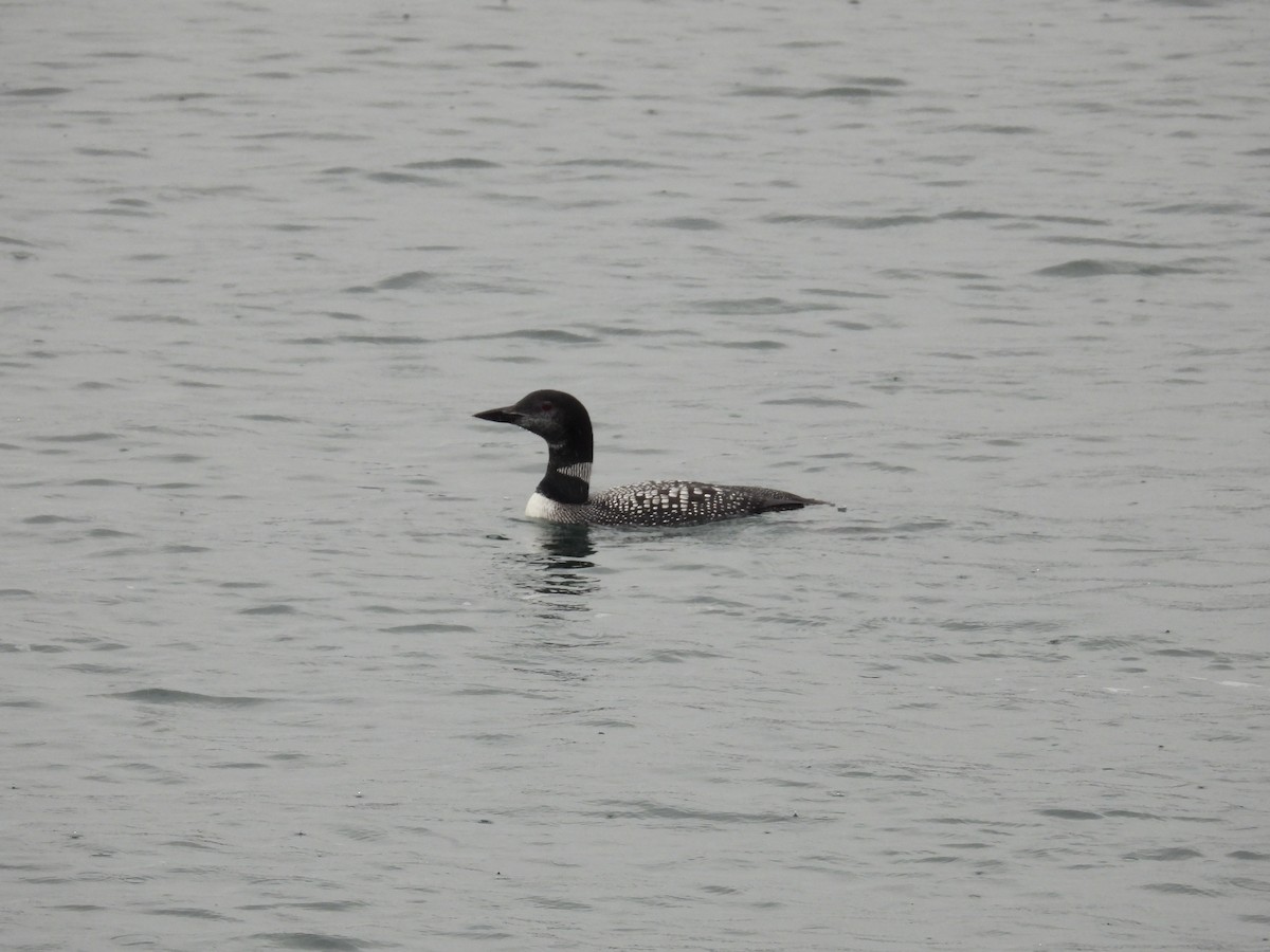 Plongeon huard - ML643488406